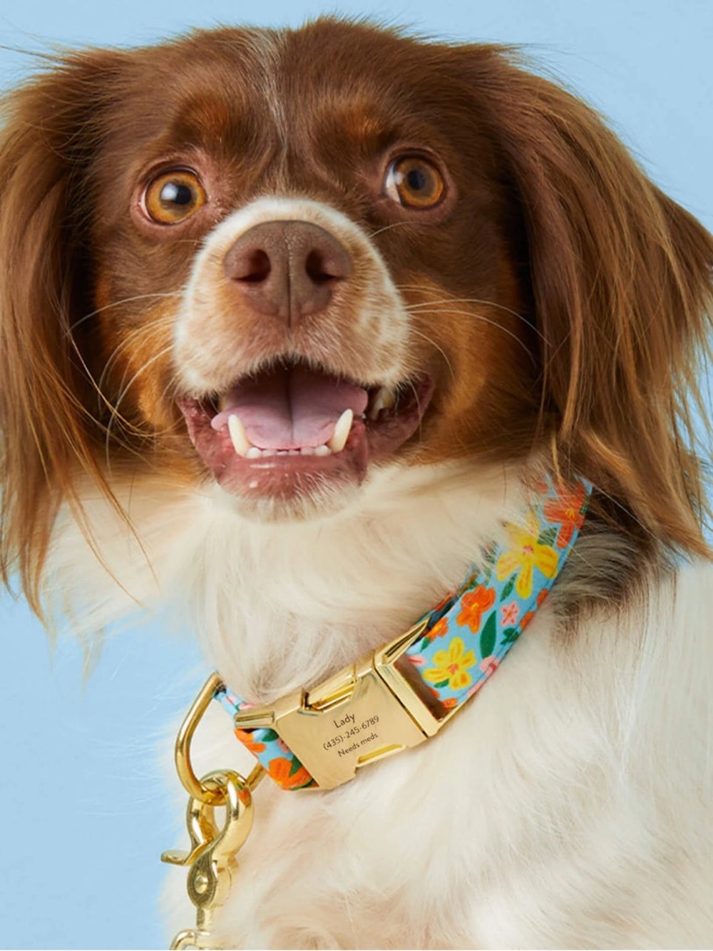 The Foggy Dog ‘Island Time’ - Dog Collar